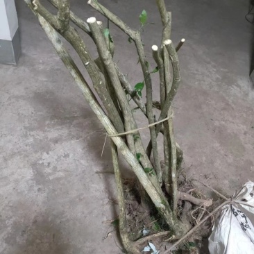 现挖野生鬼箭羽,鬼箭愁,卫矛,阳台庭院盆栽风景苗