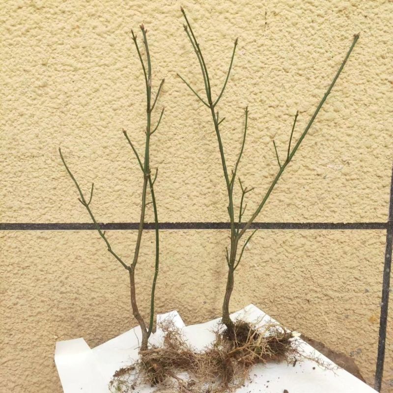 现挖野生鬼箭羽,鬼箭愁,卫矛,阳台庭院盆栽风景苗