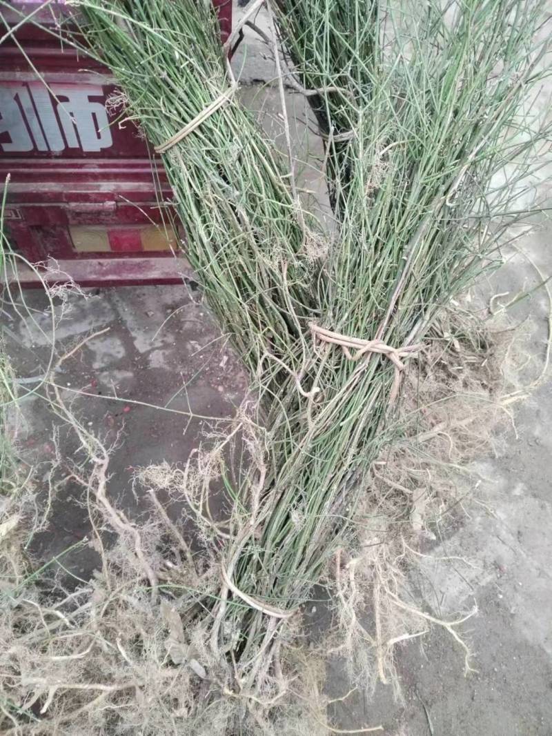 现挖野生鬼箭羽,鬼箭愁,卫矛,阳台庭院盆栽风景苗