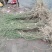 现挖野生鬼箭羽,鬼箭愁,卫矛,阳台庭院盆栽风景苗
