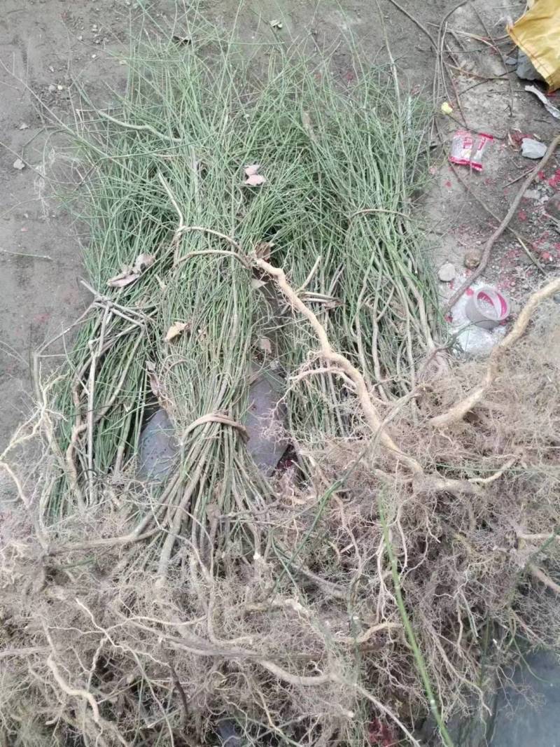 现挖野生鬼箭羽,鬼箭愁,卫矛,阳台庭院盆栽风景苗