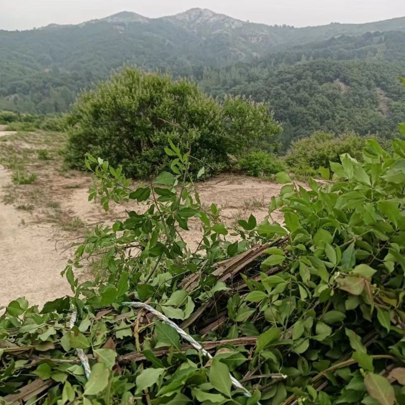 深山野生鬼箭羽严苛筛选正品药材精选当季新货原色原味