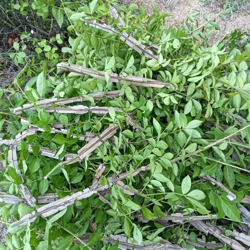 深山野生鬼箭羽严苛筛选正品药材精选当季新货原色原味