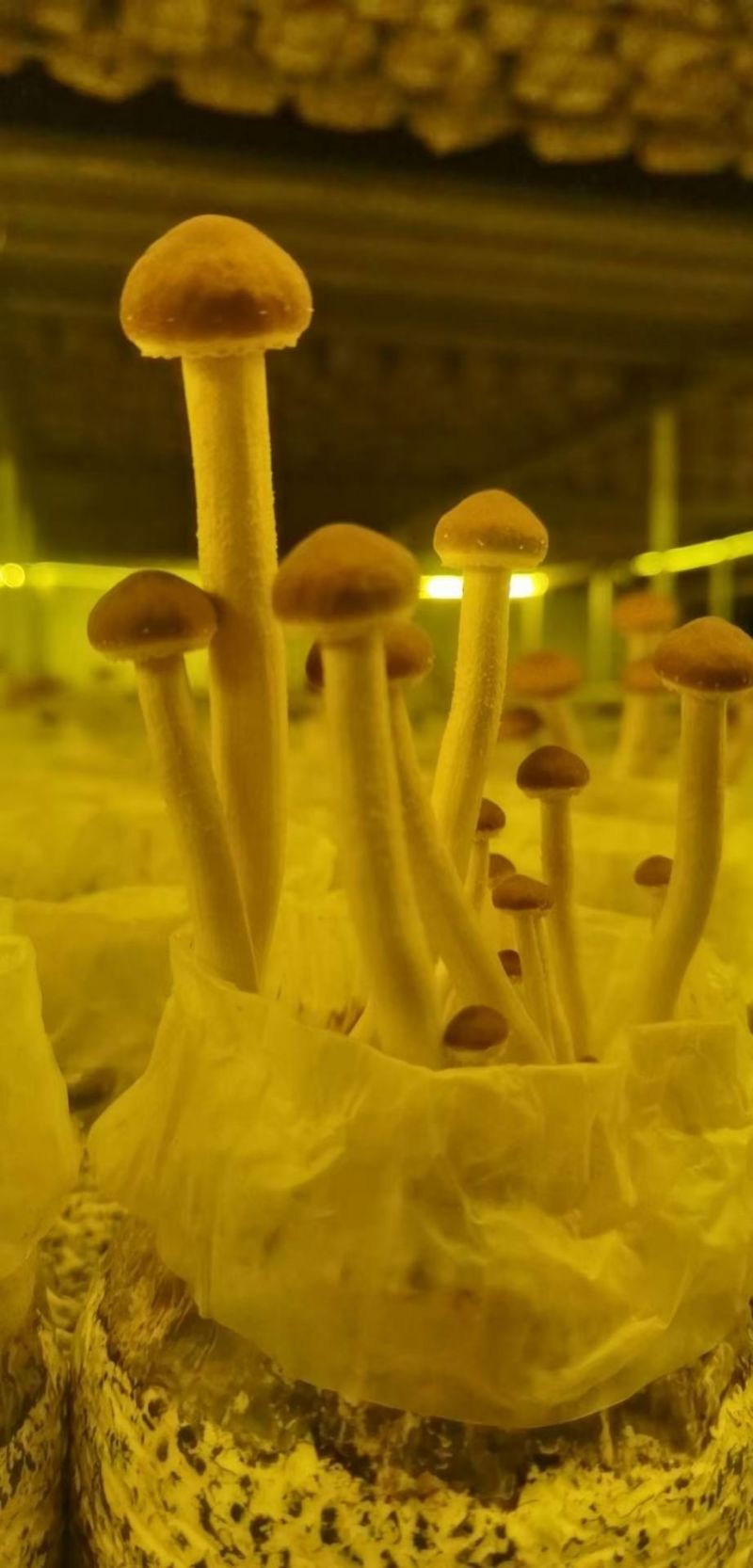 自家种植基地，规格齐全，大中小帽