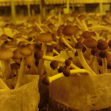 自家种植基地，规格齐全，大中小帽