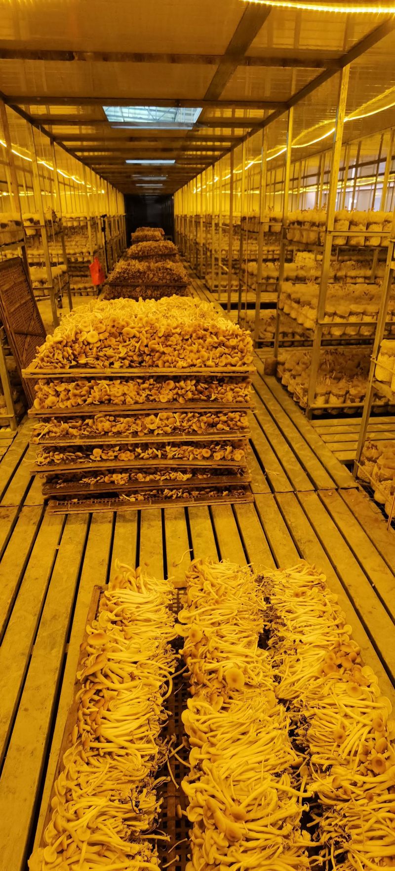 自家种植基地，规格齐全，大中小帽