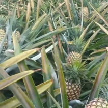 西双版纳无眼凤梨