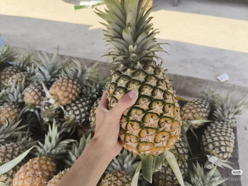 西双版纳无眼凤梨
