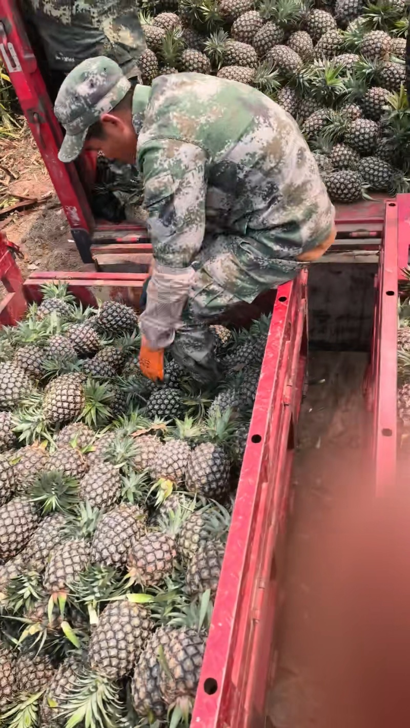 西双版纳无眼凤梨