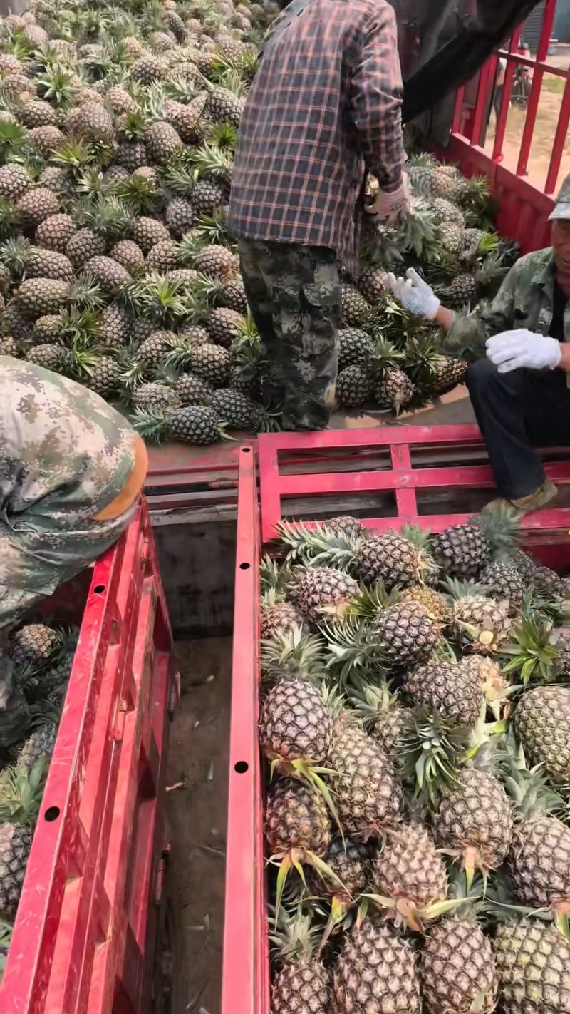 西双版纳无眼凤梨