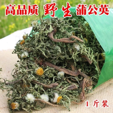 野生蒲公英带根整颗今年新货
