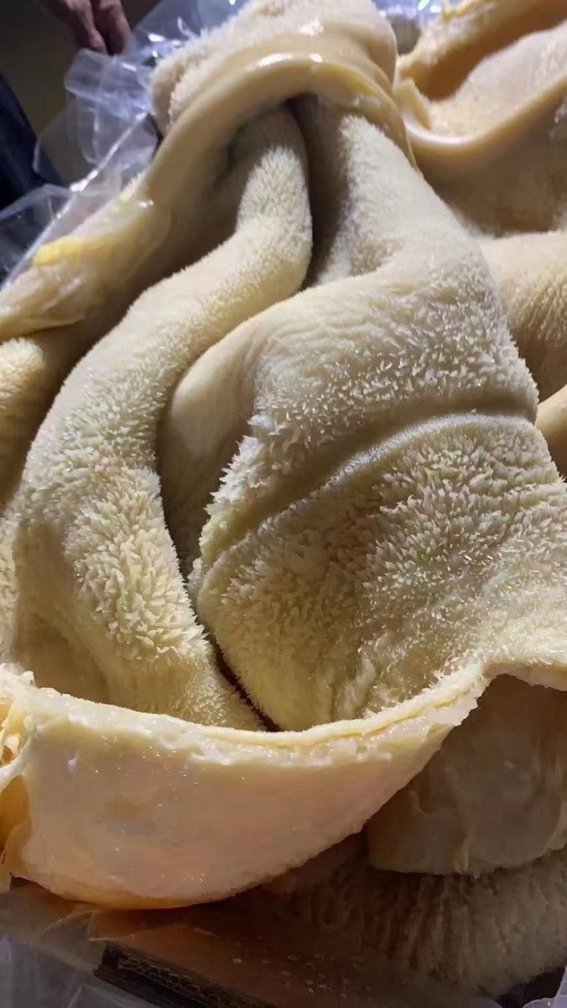 熟牛肚