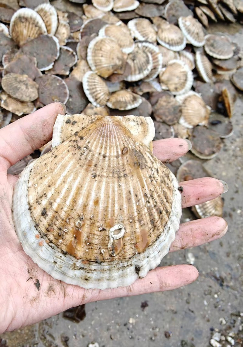 大连长海县夏贻贝