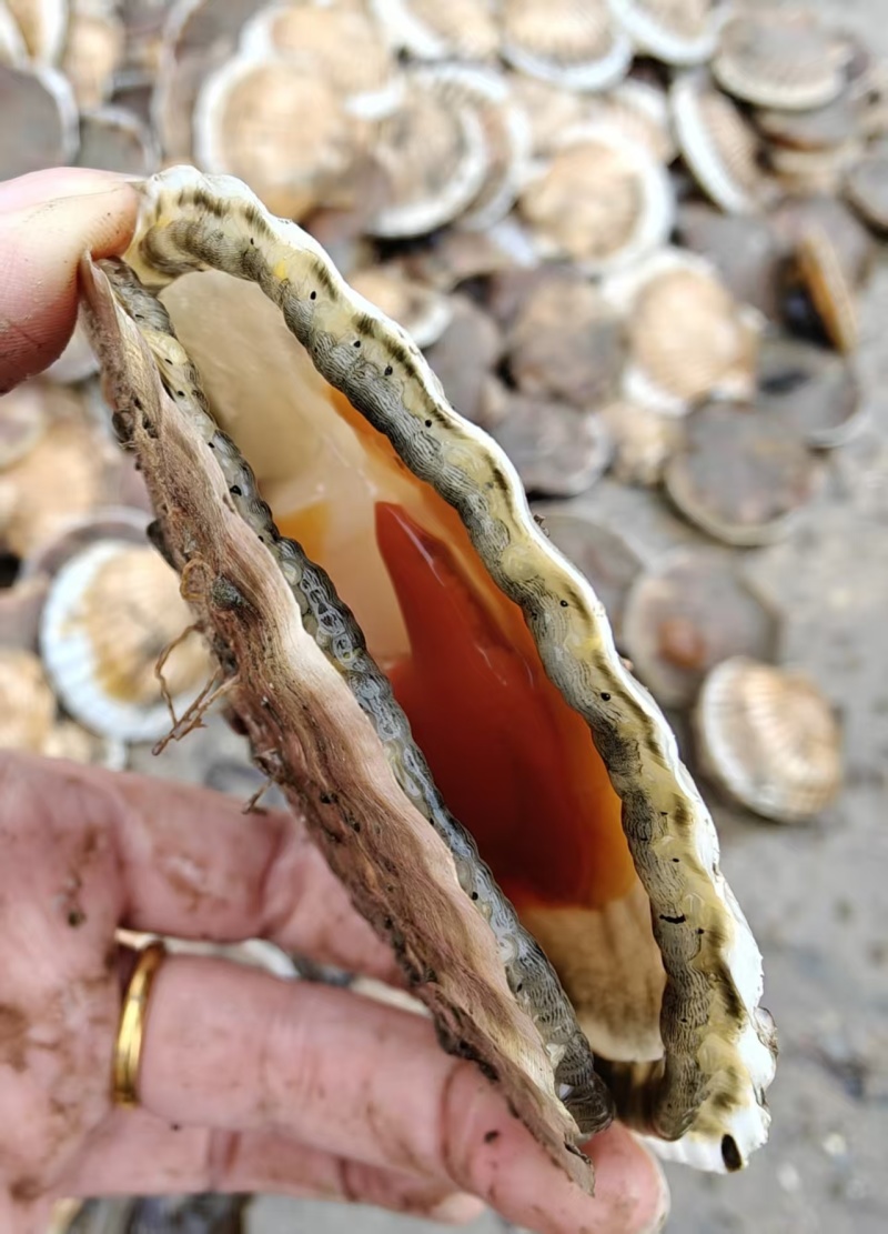 大连长海县夏贻贝
