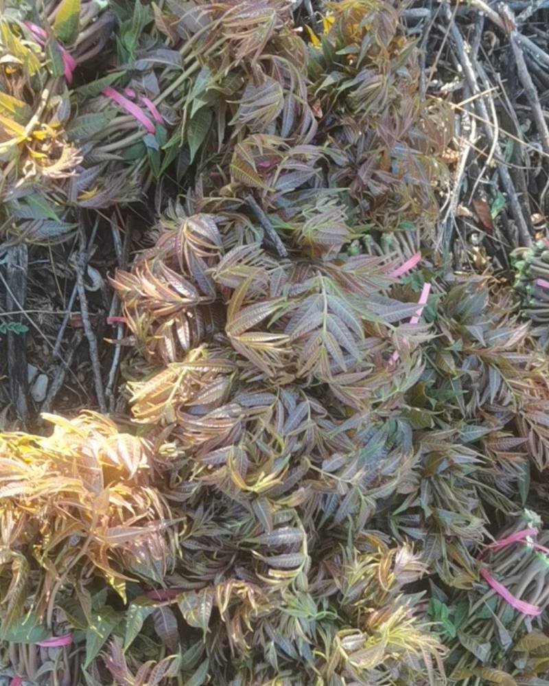香椿芽