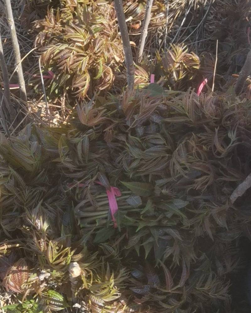 香椿芽