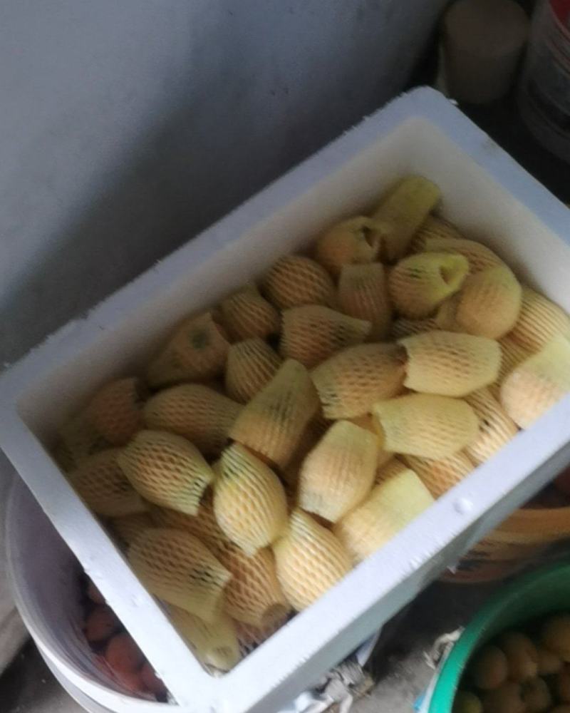 枇杷