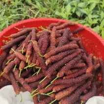 长果桑葚