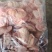 肉食鸡胃胗