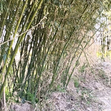竹子′