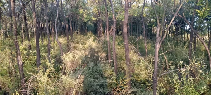 国槐树