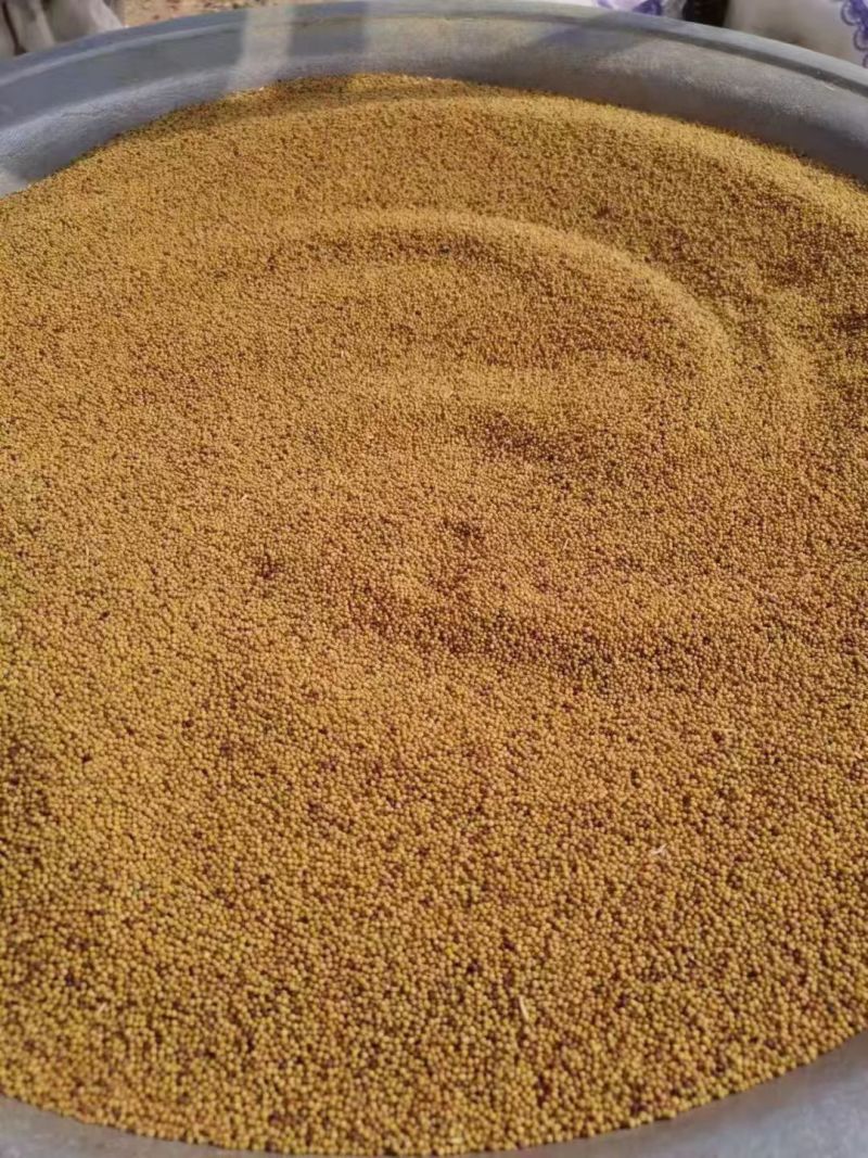山地小油菜籽