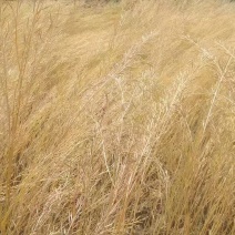 山地小油菜籽