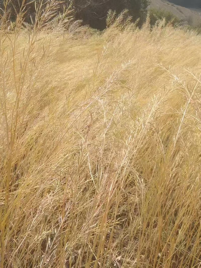 山地小油菜籽