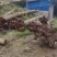 金丝楠木山料出售