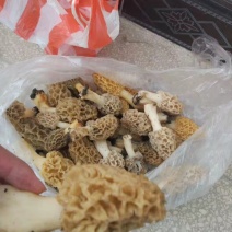 野生，羊肚菌。