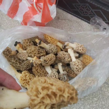 野生，羊肚菌。