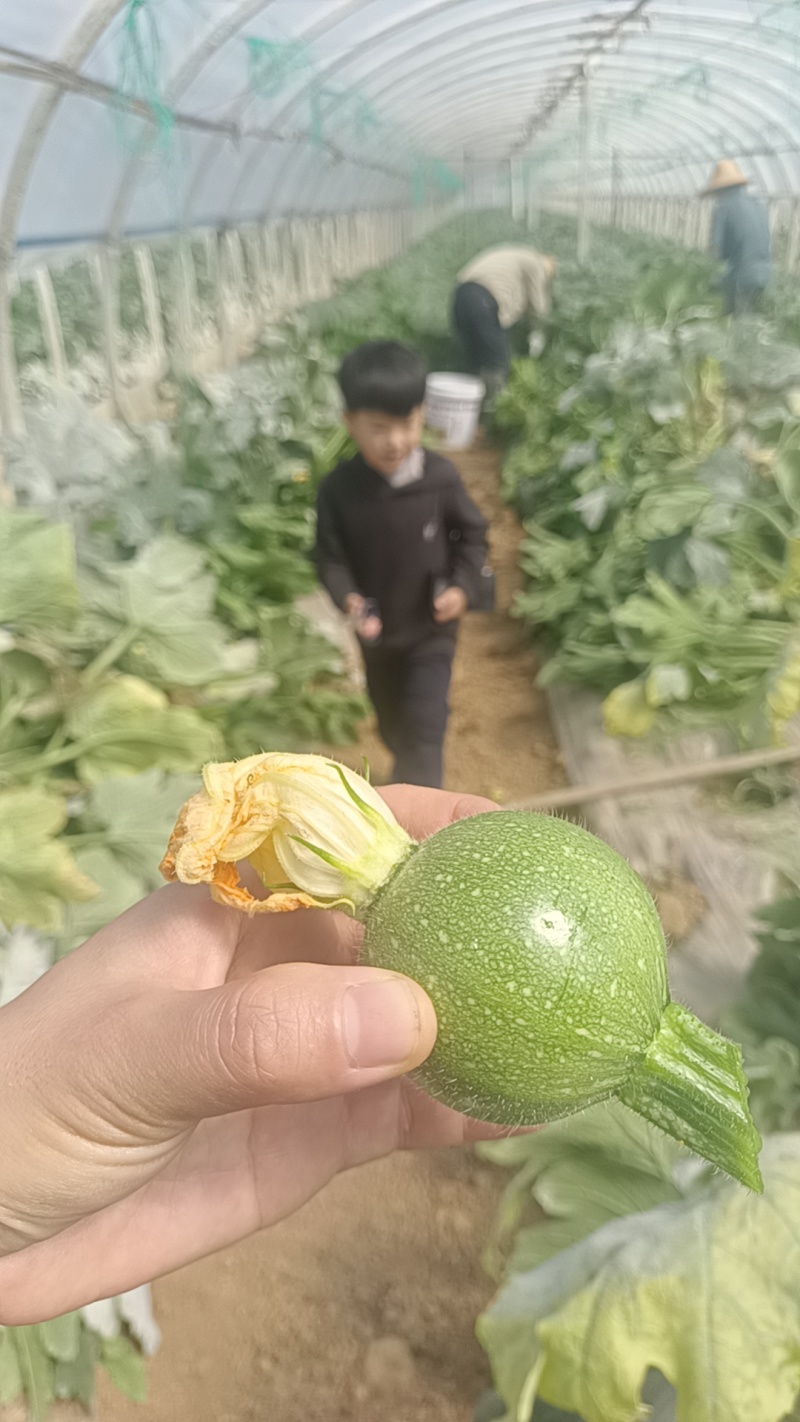 帮舅舅家卖瓜，实物比图片大，好，新鲜，有需要可以联系我，实地