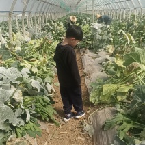 帮舅舅家卖瓜，实物比图片大，好，新鲜，有需要可以联系我，实地