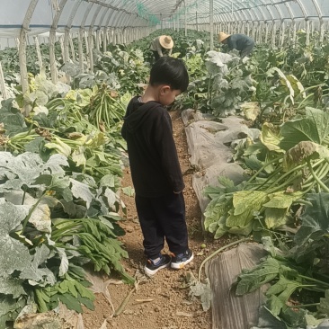 帮舅舅家卖瓜，实物比图片大，好，新鲜，有需要可以联系我，实地
