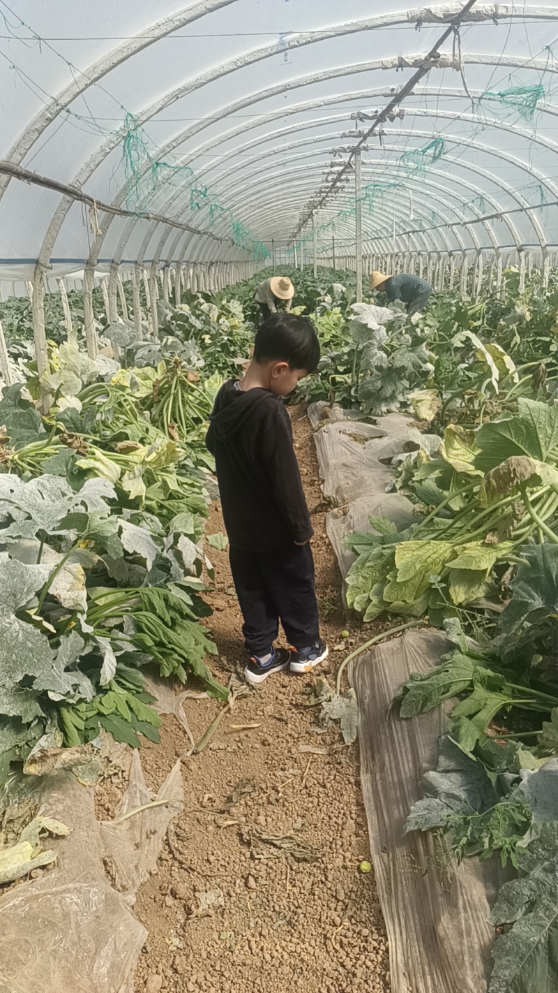 帮舅舅家卖瓜，实物比图片大，好，新鲜，有需要可以联系我，实地