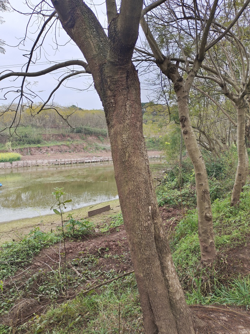 蓝花楹景观树