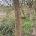 蓝花楹景观树