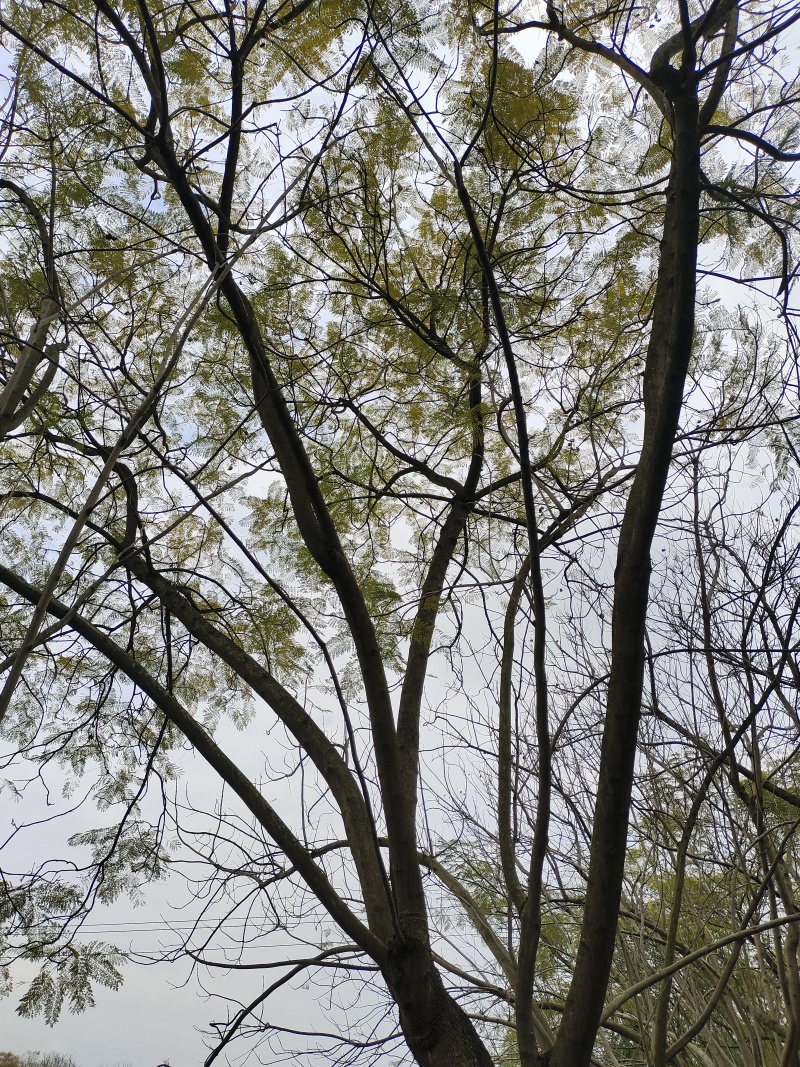 蓝花楹景观树