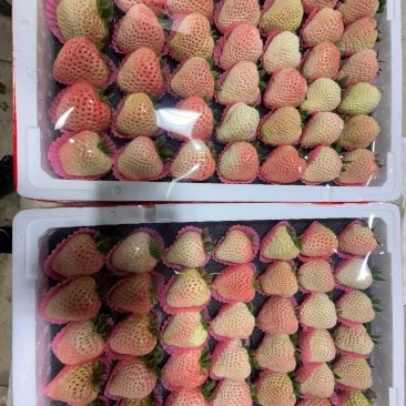 白色草莓