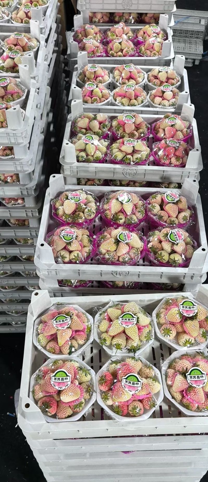 白色草莓