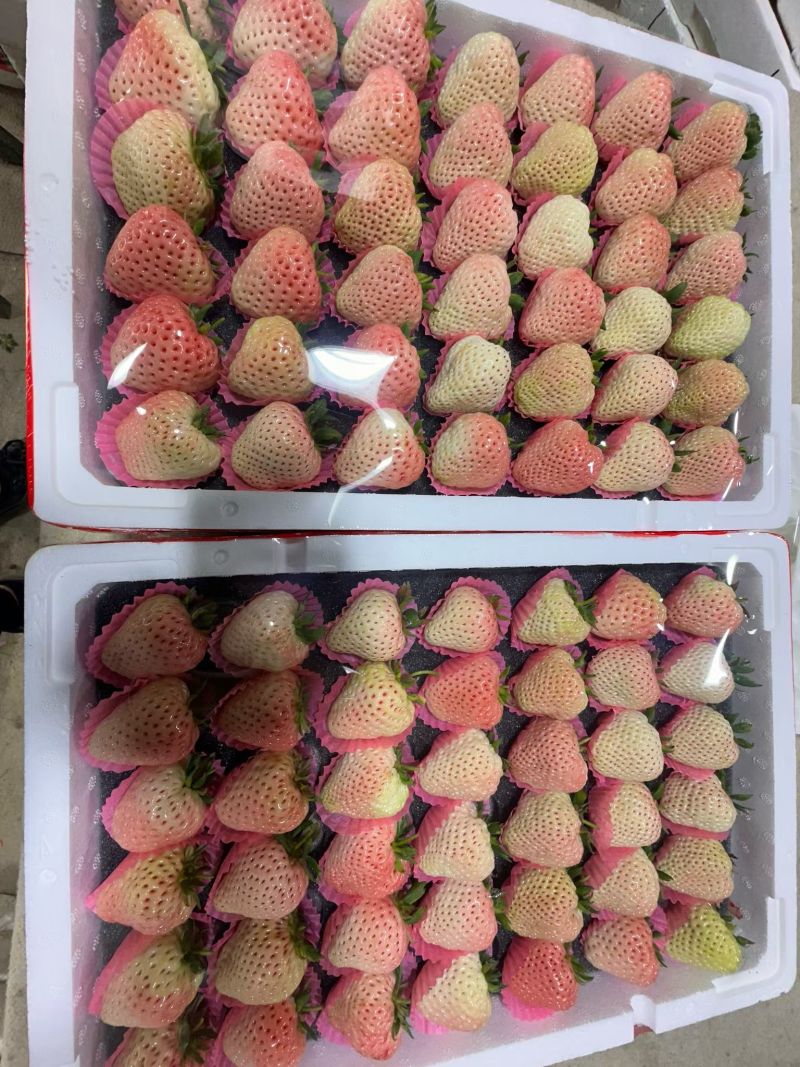 白色草莓