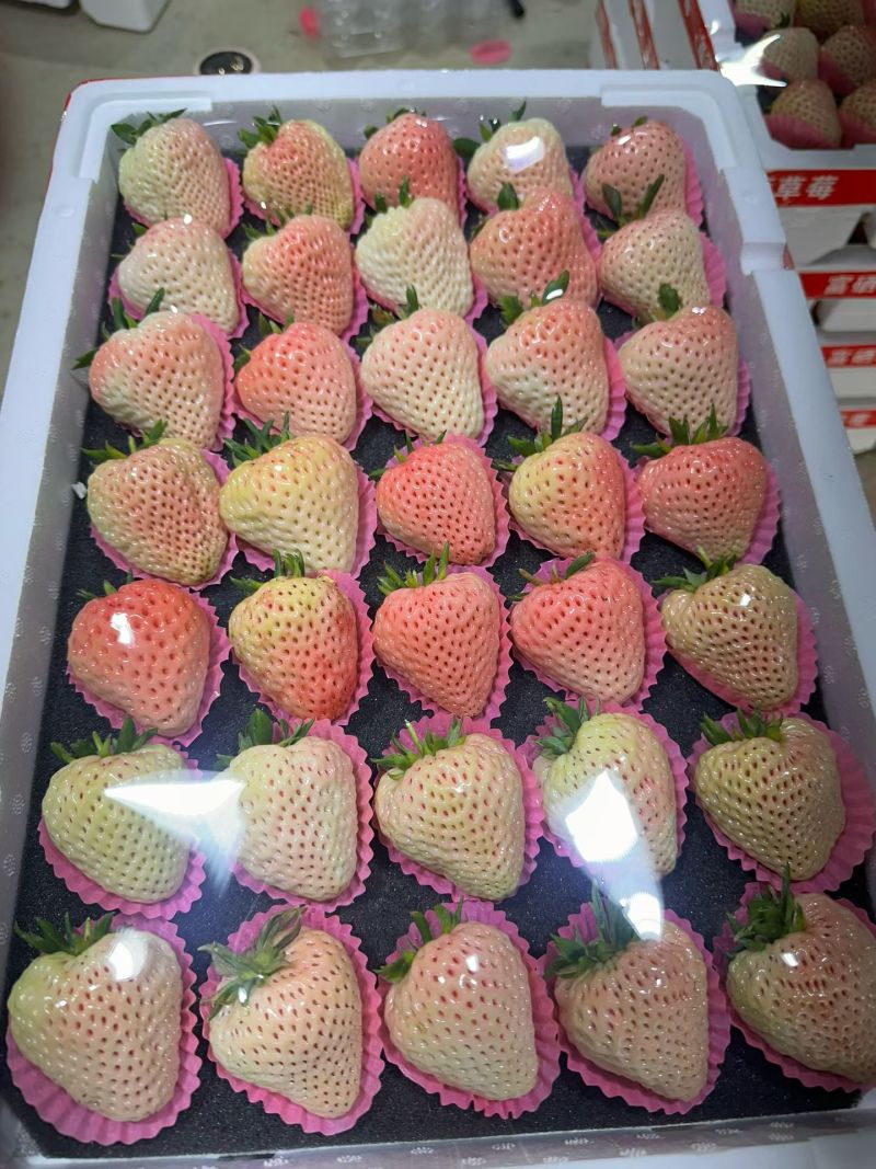 白色草莓