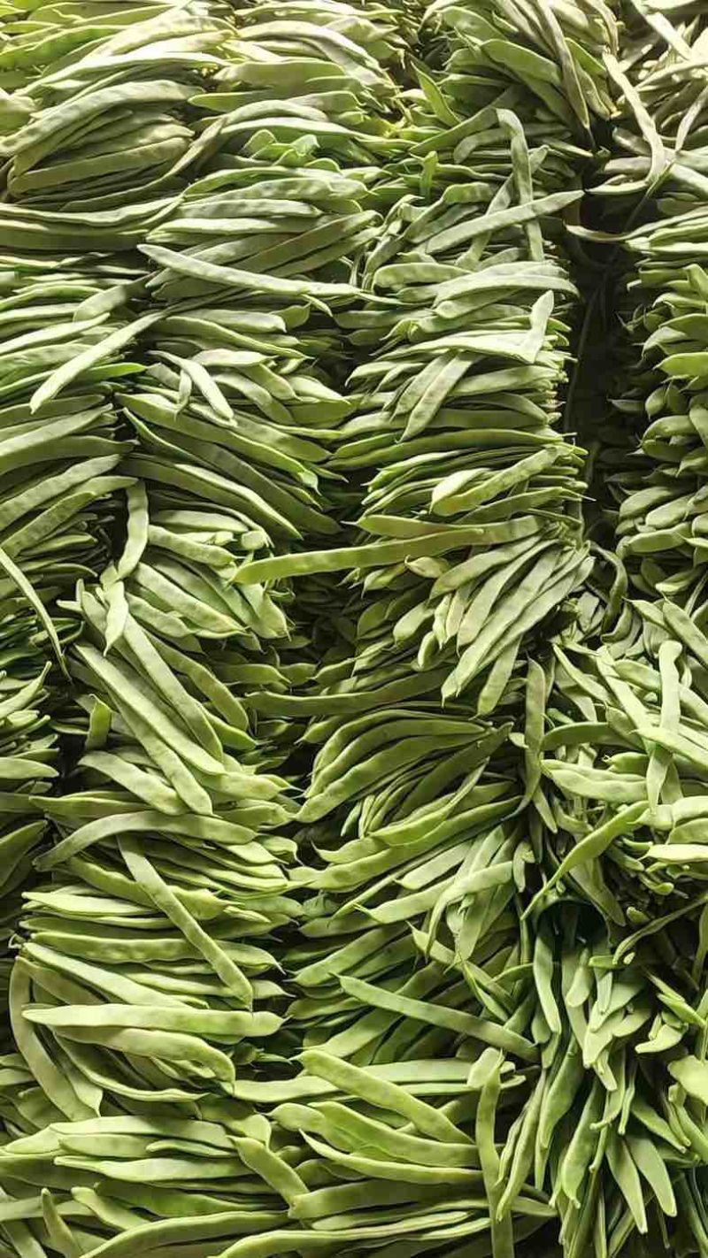 商河白桥芸豆通货精品货