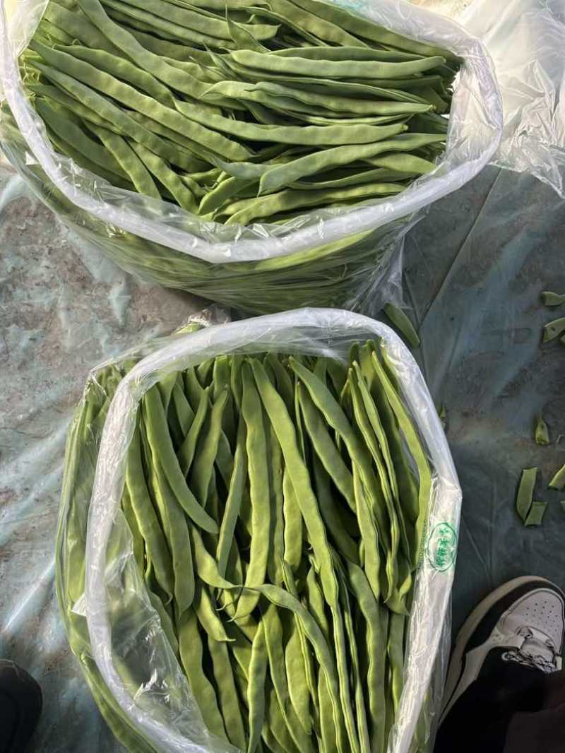 商河白桥芸豆通货精品货