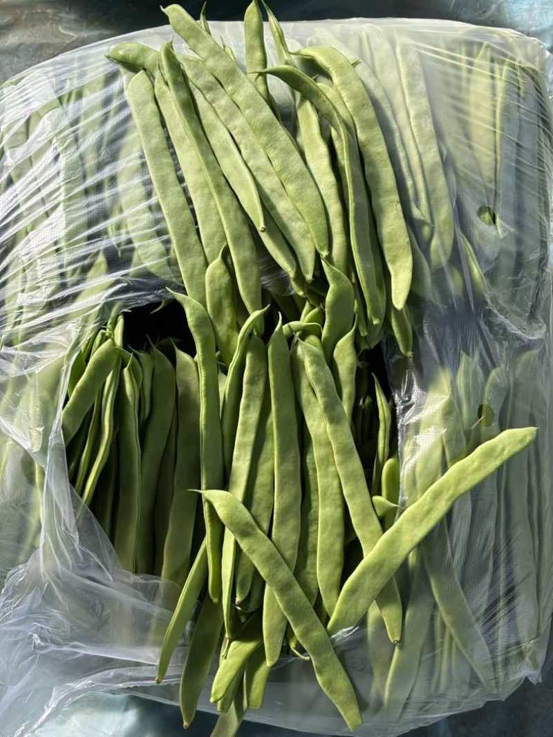 商河白桥芸豆通货精品货