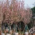 日本樱花3-20分，各种规格，大量低价出售