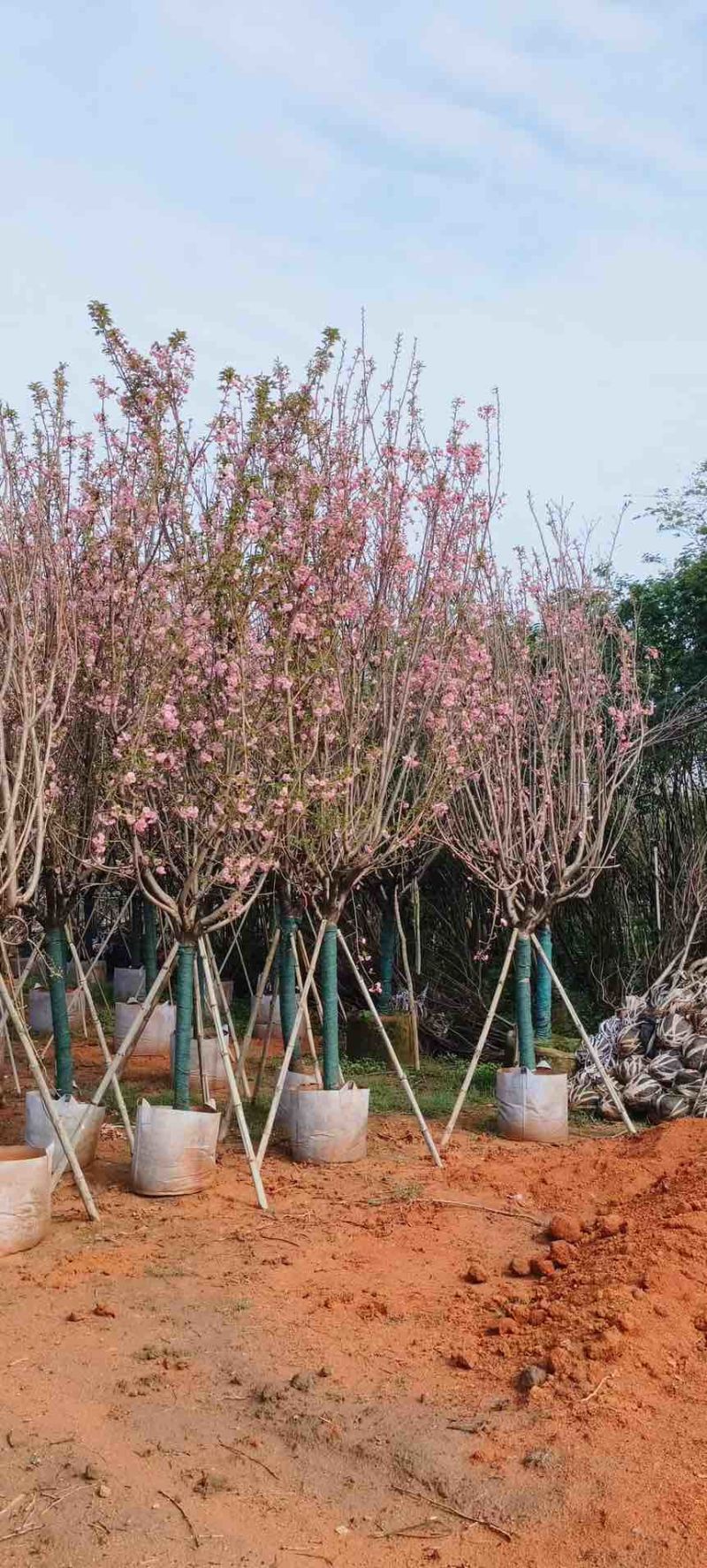 日本樱花3-20分，各种规格，大量低价出售