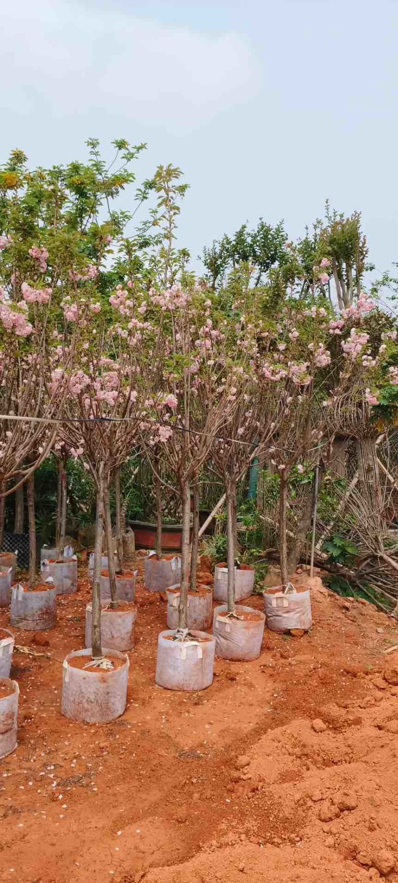 日本樱花3-20分，各种规格，大量低价出售