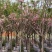 日本樱花3-20分，各种规格，大量低价出售