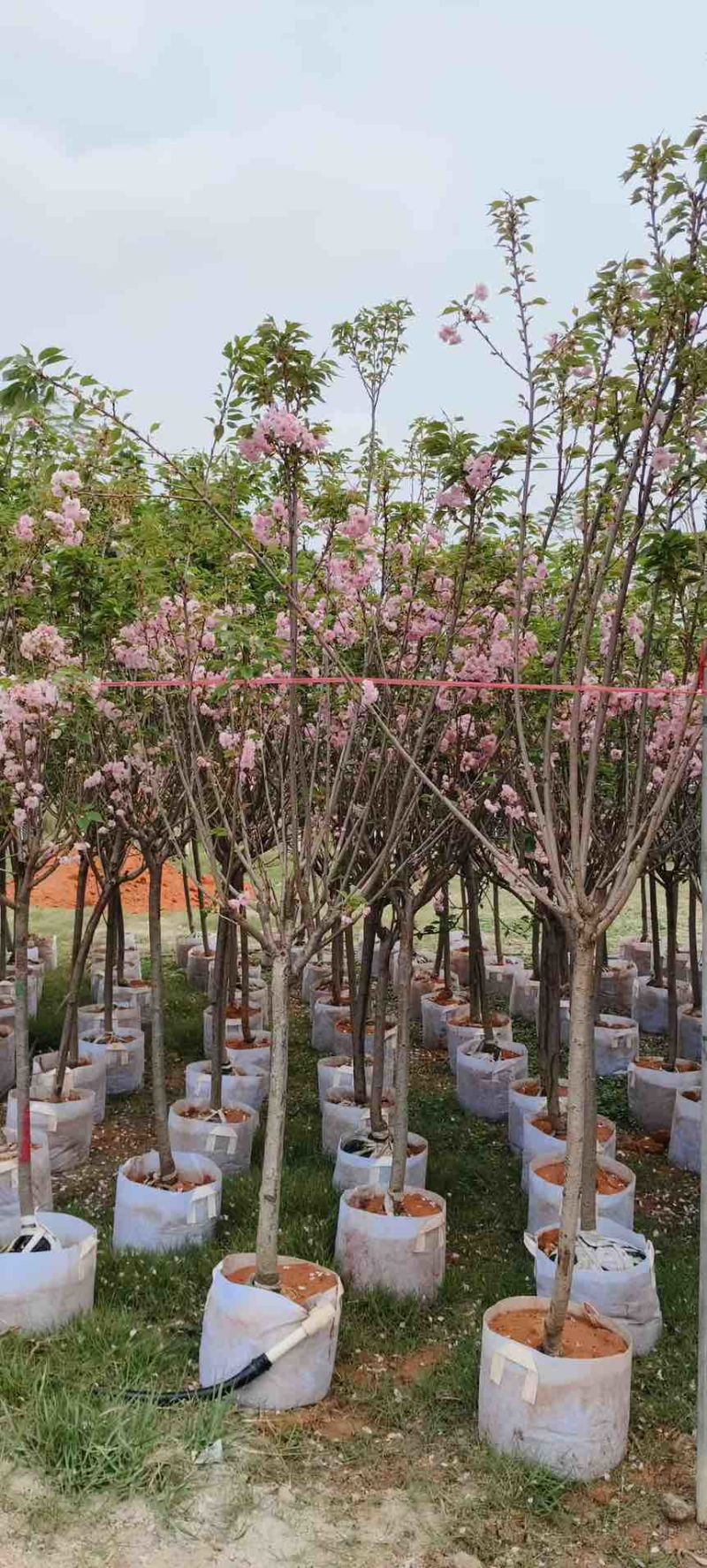 日本樱花3-20分，各种规格，大量低价出售